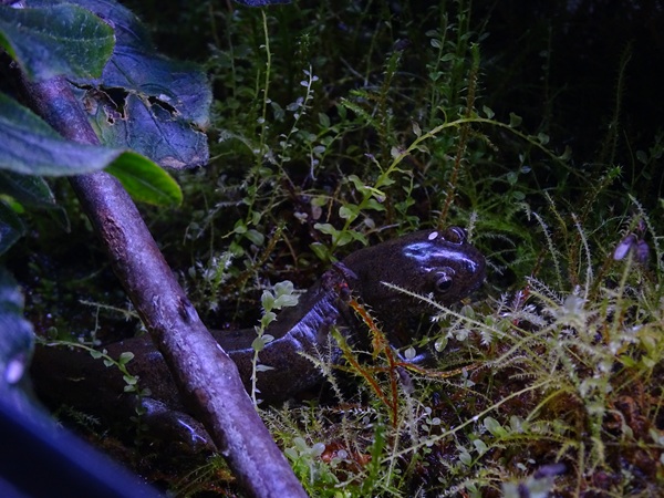 BtS: Oita salamander (Hynobius dunni)