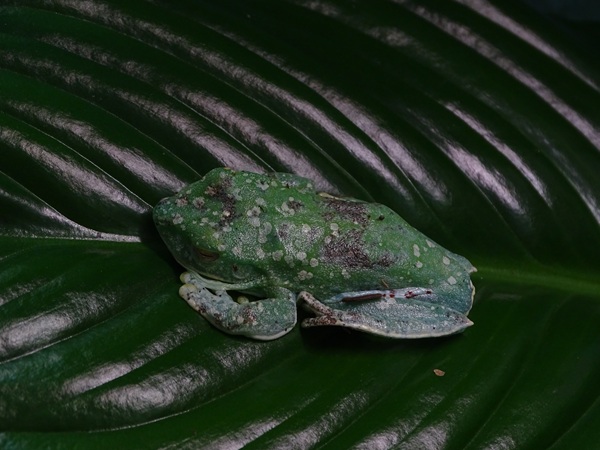 BtS: Palmar treefrog (Boana pellucens)