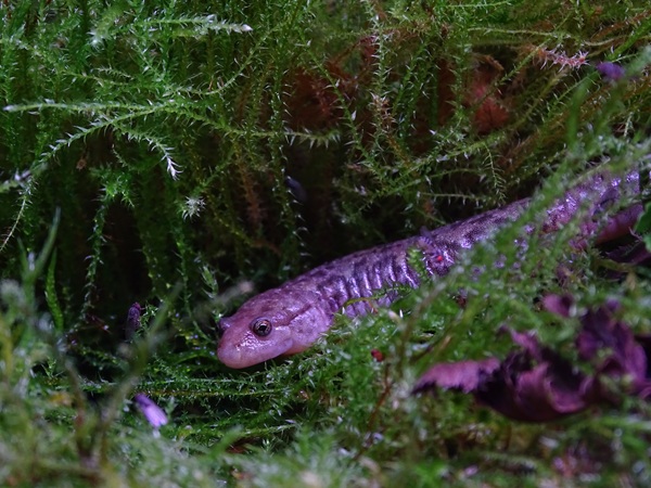 BtS: Seal salamander (Desmognathus monticola)