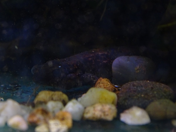 BtS: Siberian salamander (Salamandrella keyserlingii)