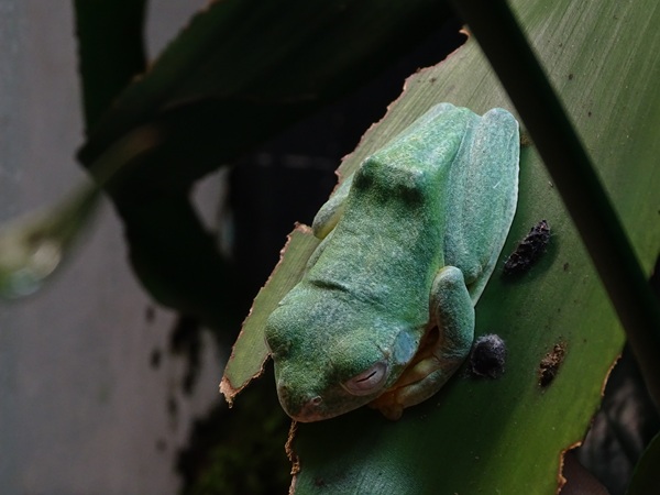 BtS: Wallace's flying frog (Rhacophorus nigropalmatus)