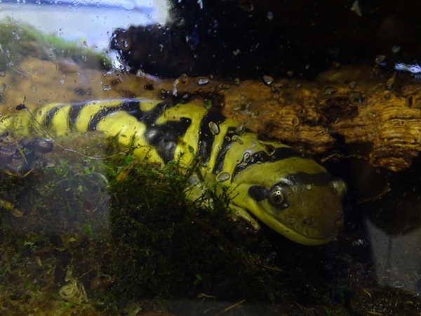 BtS: Western tiger salamander (Ambystoma mavortium)