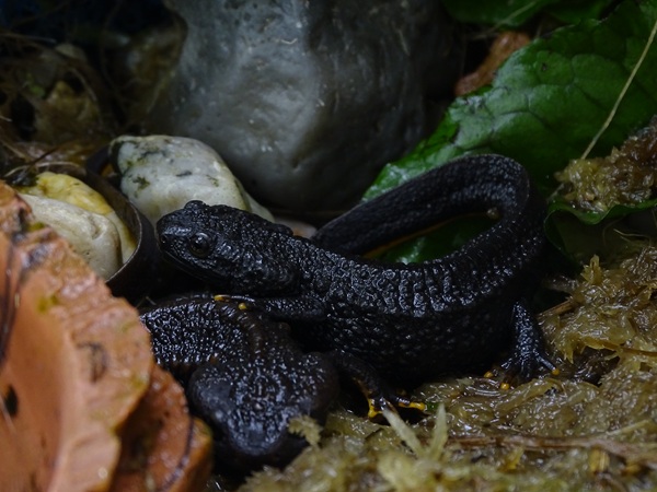 BtS: Ziegler`s crocodile newt (Tylototriton ziegleri)