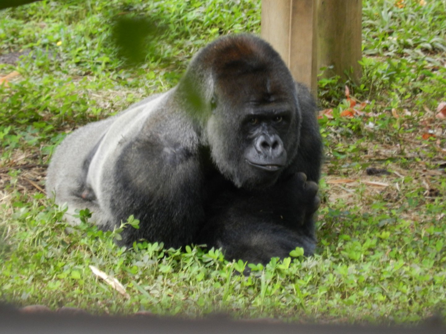 Bu-Bu - Belo Horizonte zoo