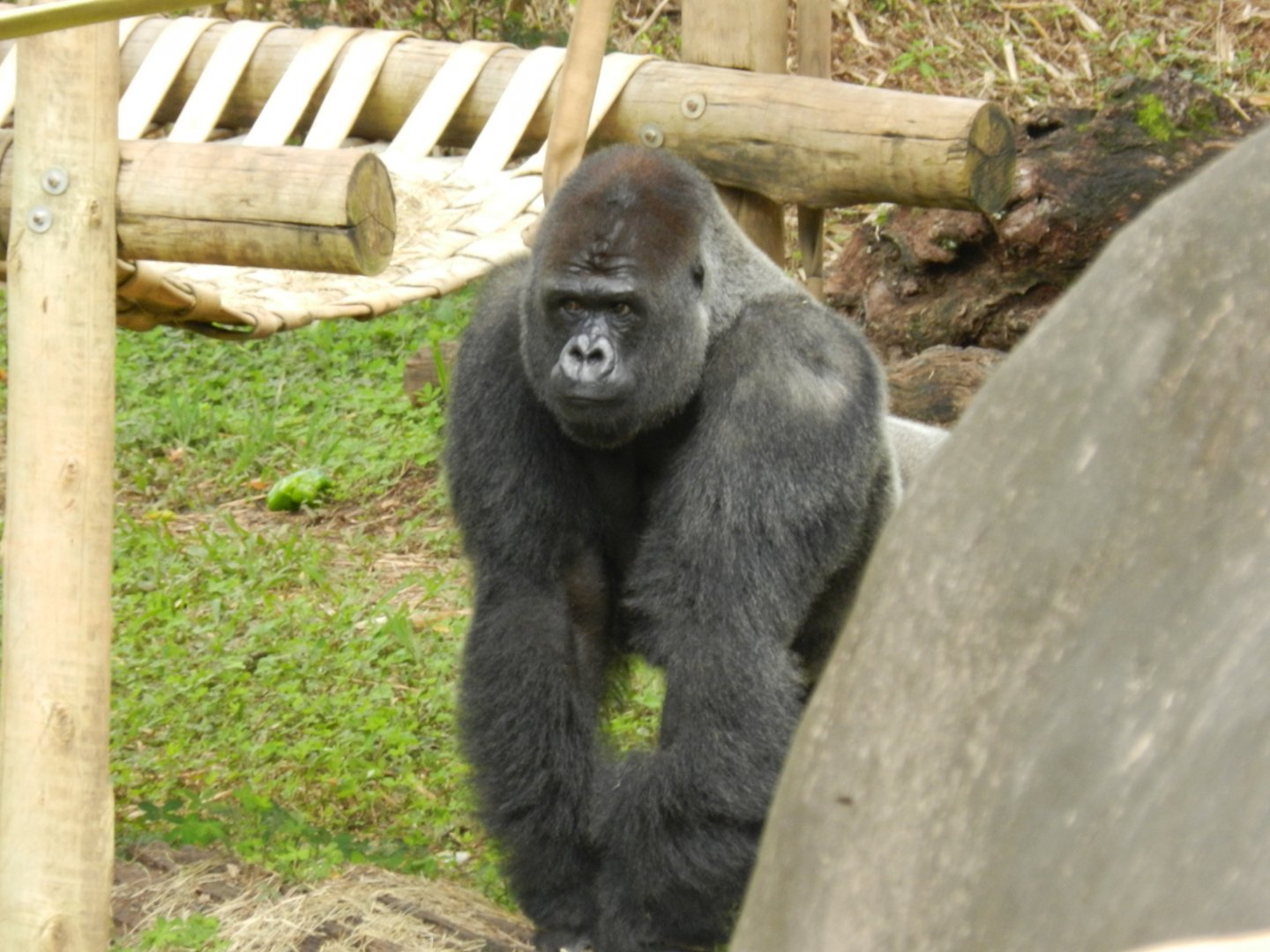 Bu-Bu - Belo Horizonte zoo