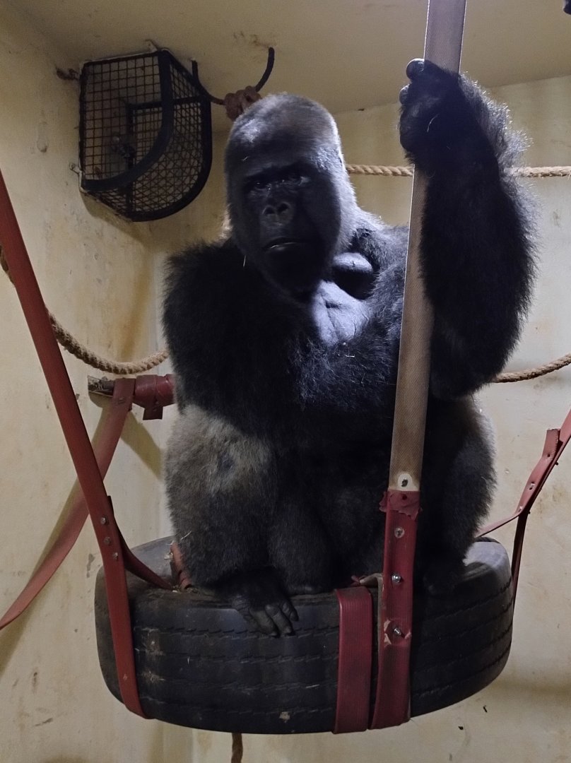 Bu-Bu - Belo Horizonte zoo