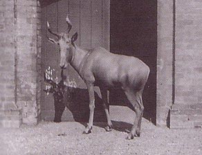 Bubal Hartebeest (already extincted) 1895