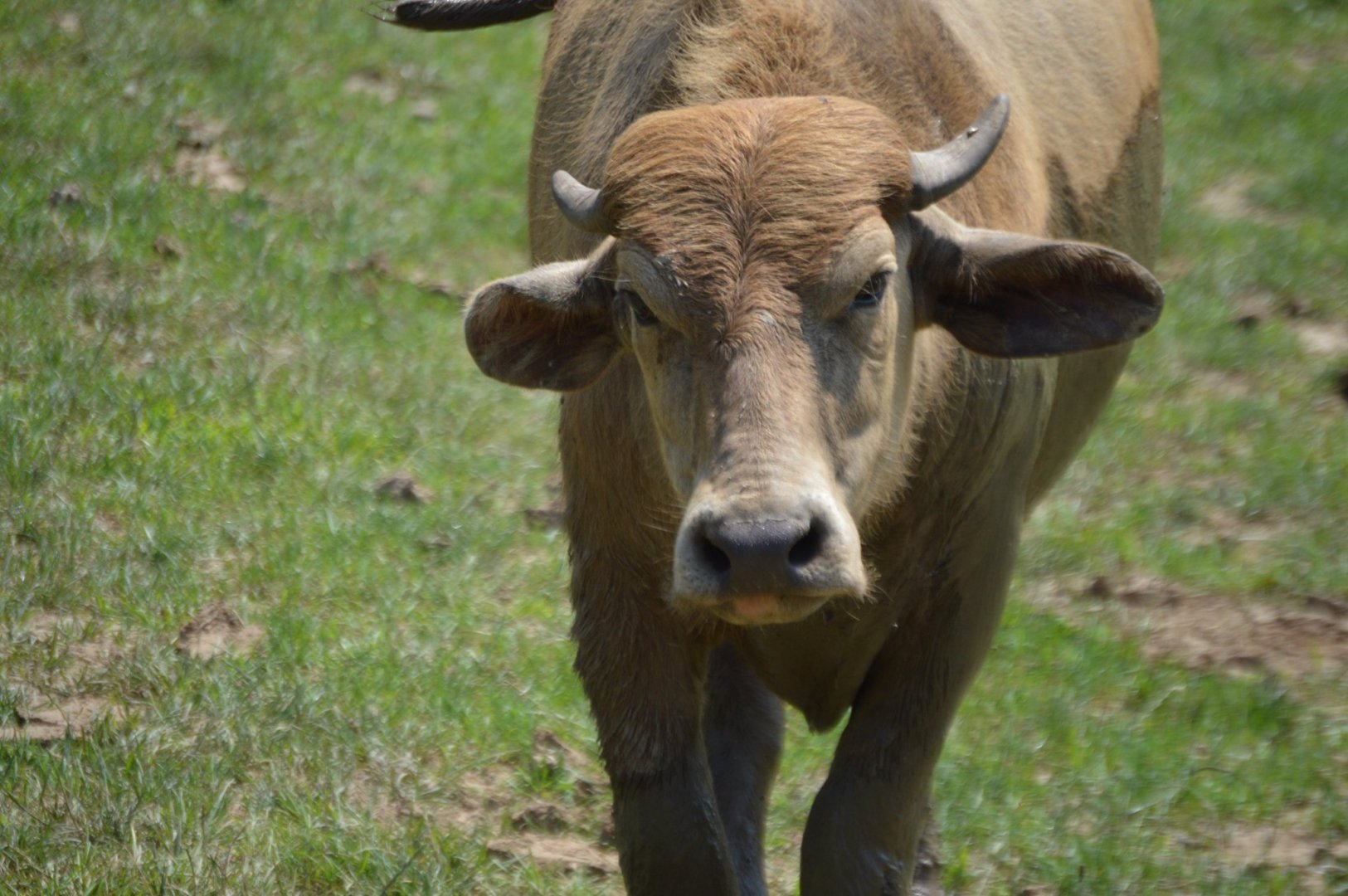 Bubalus bubalis "Nellie"