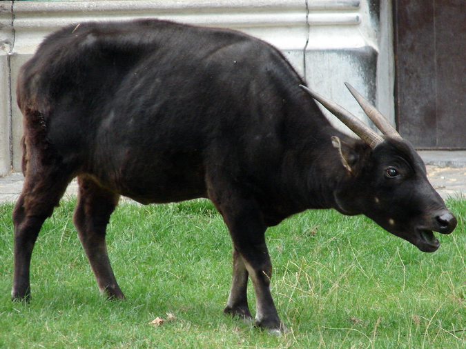 Bubalus depressicornis / Anoa (female)
