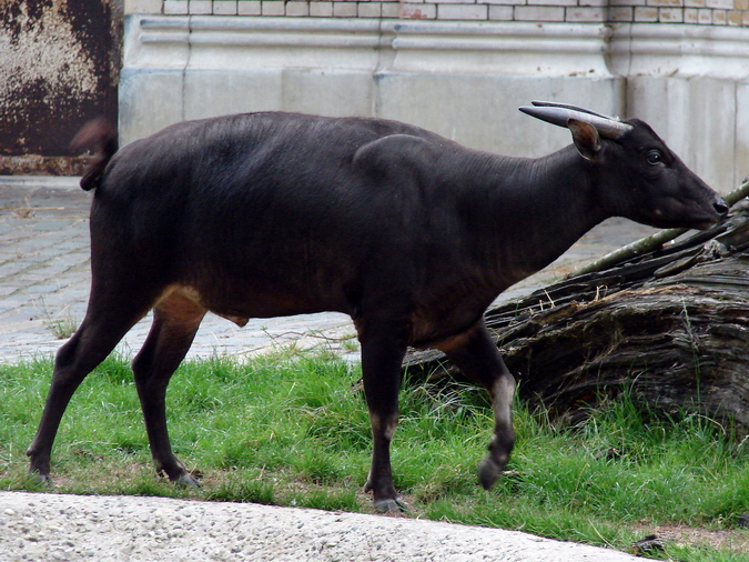 Bubalus depressicornis / Anoa (male)