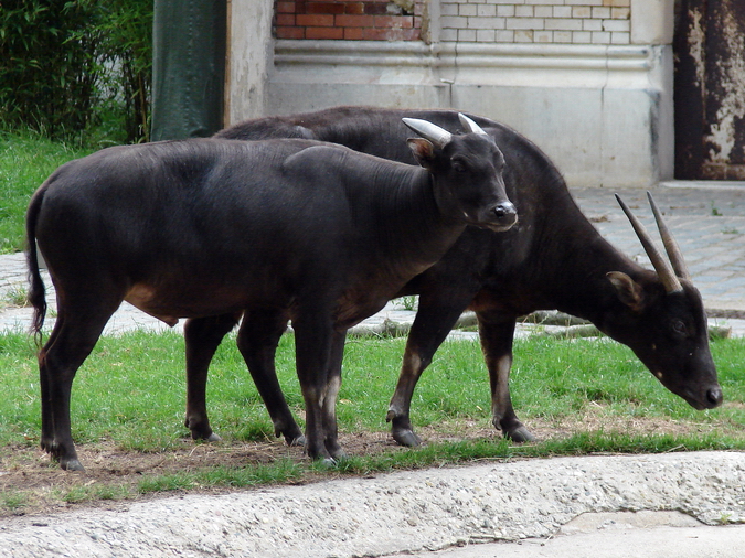 Bubalus depressicornis / Anoa (pair)