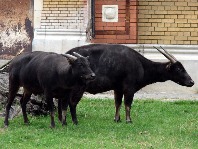 Bubalus depressicornis / Anoa (pair)