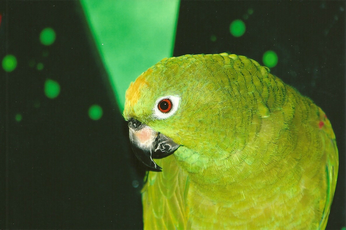 Bubba, 4th September 2011