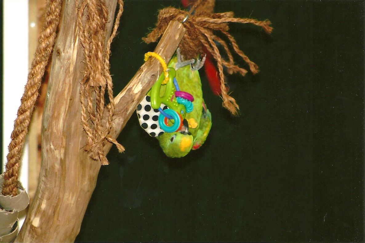 Bubba, 9th September 2011