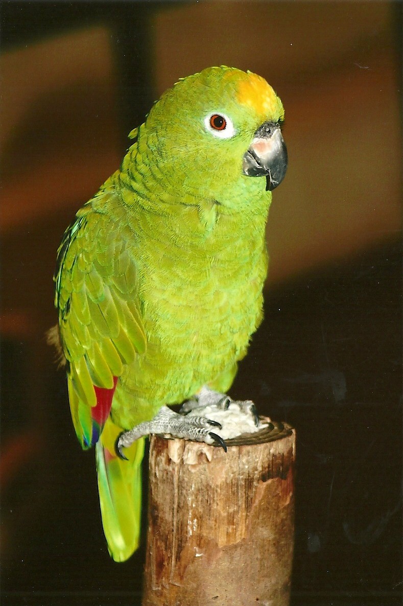 Bubba, 9th September 2011