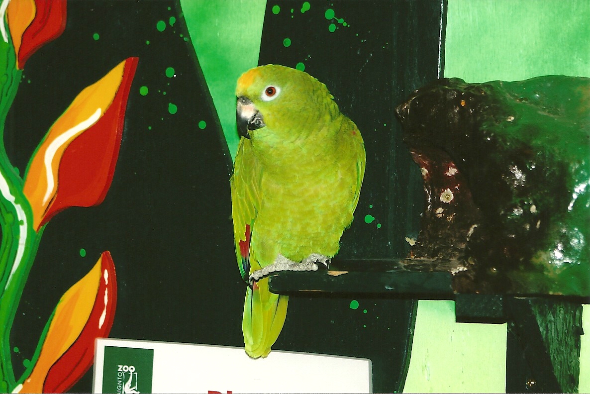 Bubba, talking star of Feathered Feats 4th September 2011