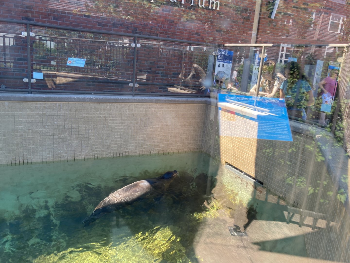 Bubba the Harbor Seal