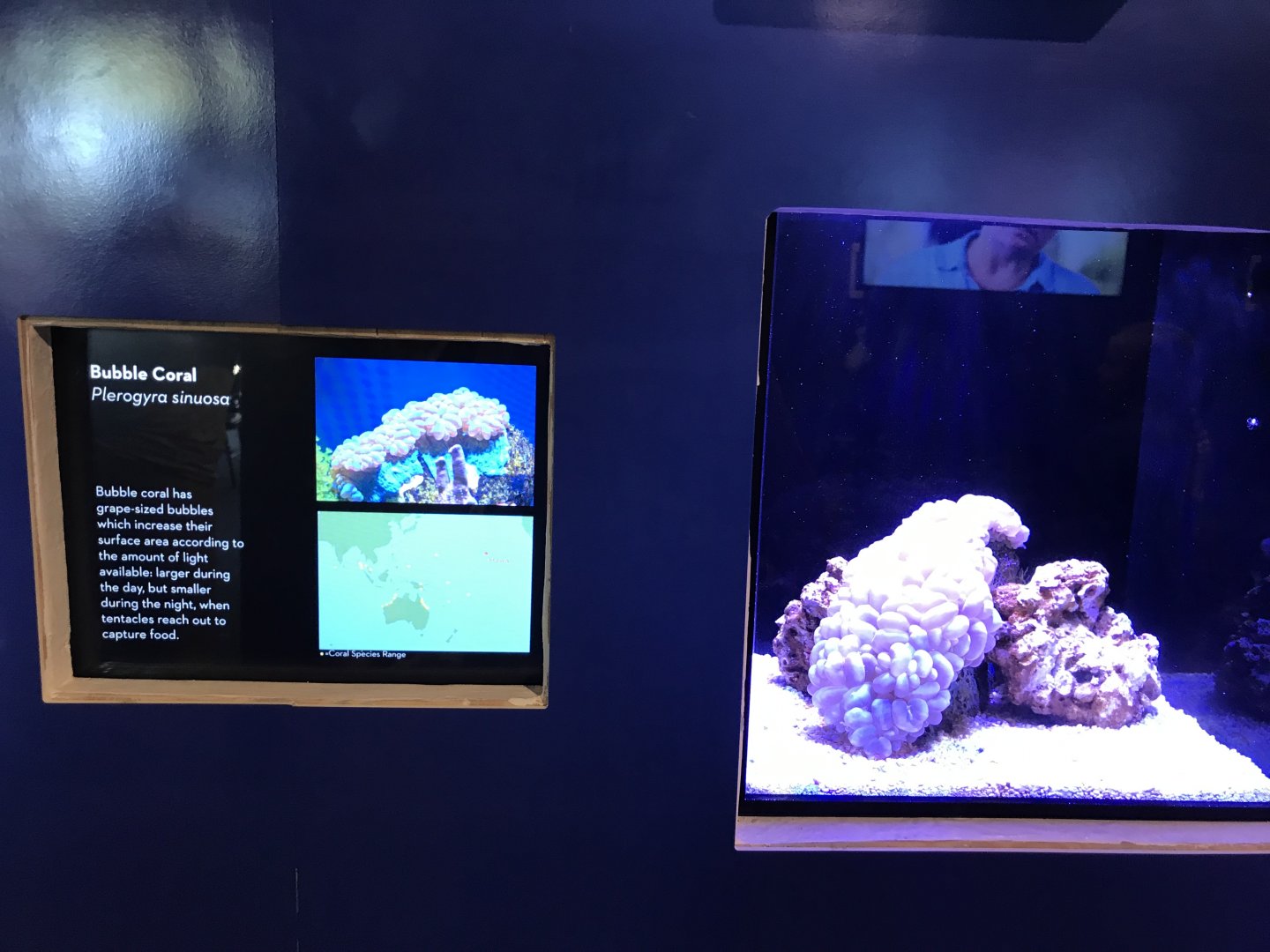 Bubble coral exhibit (w/out coral skeleton)