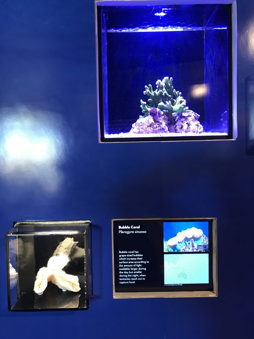 Bubble coral exhibit