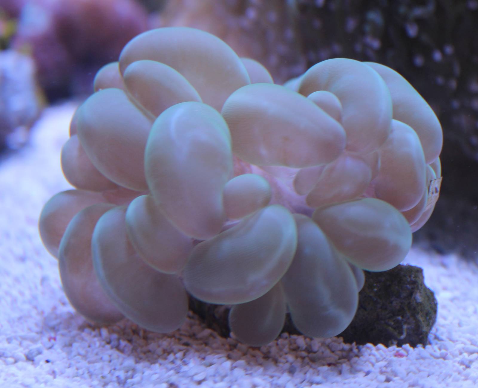 Bubble coral