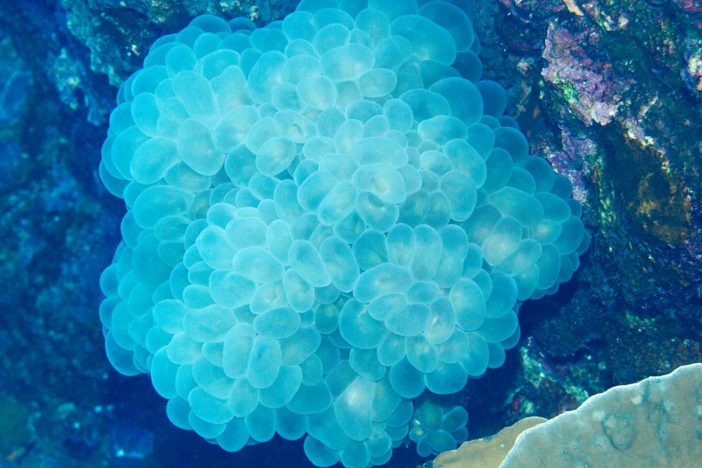 Bubble Coral