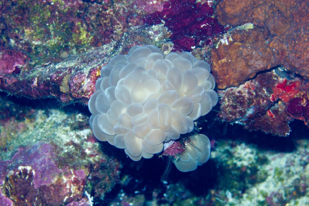 Bubble Coral