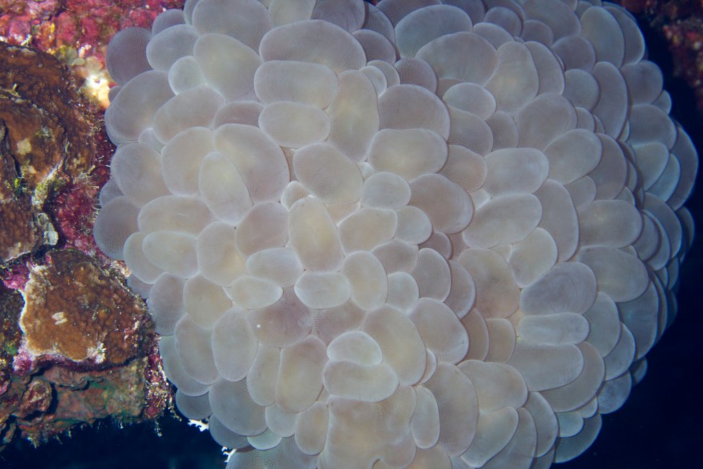 Bubble Coral