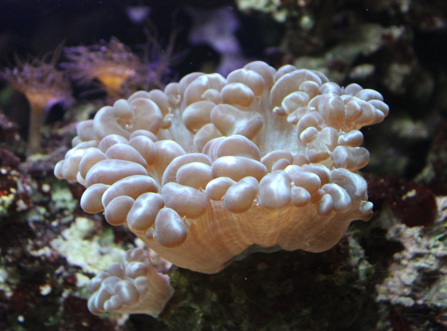 Bubble coral