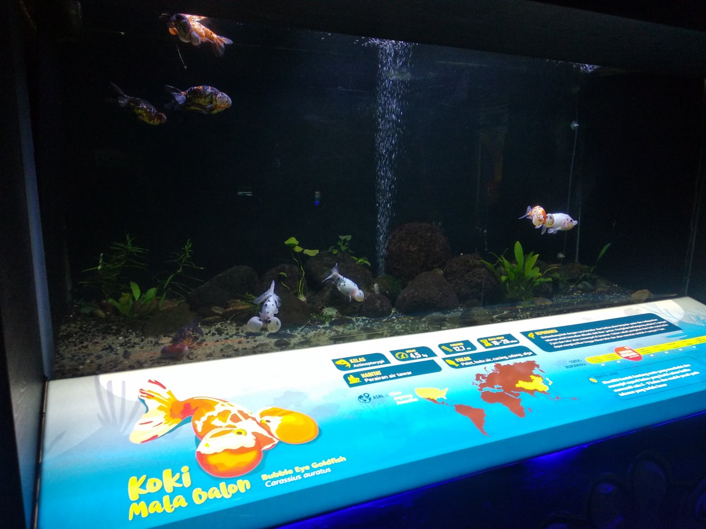 Bubble eye goldfish information panel