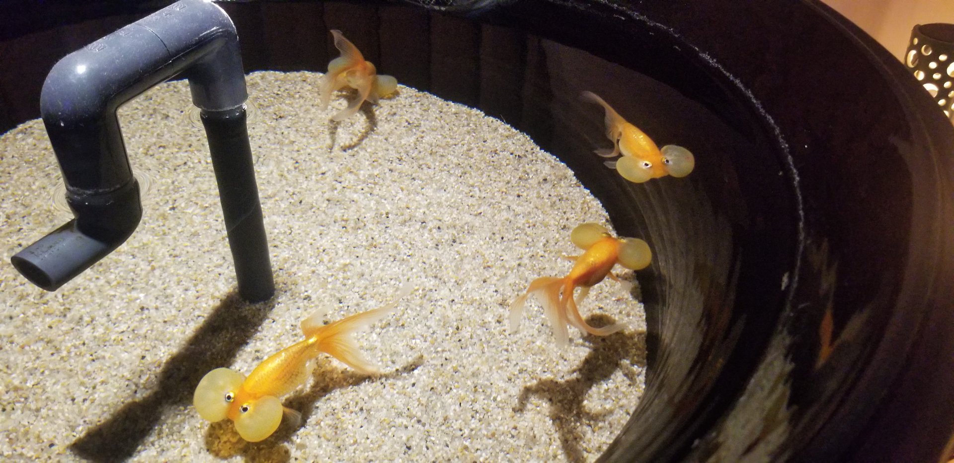 Bubble-eye Goldfish