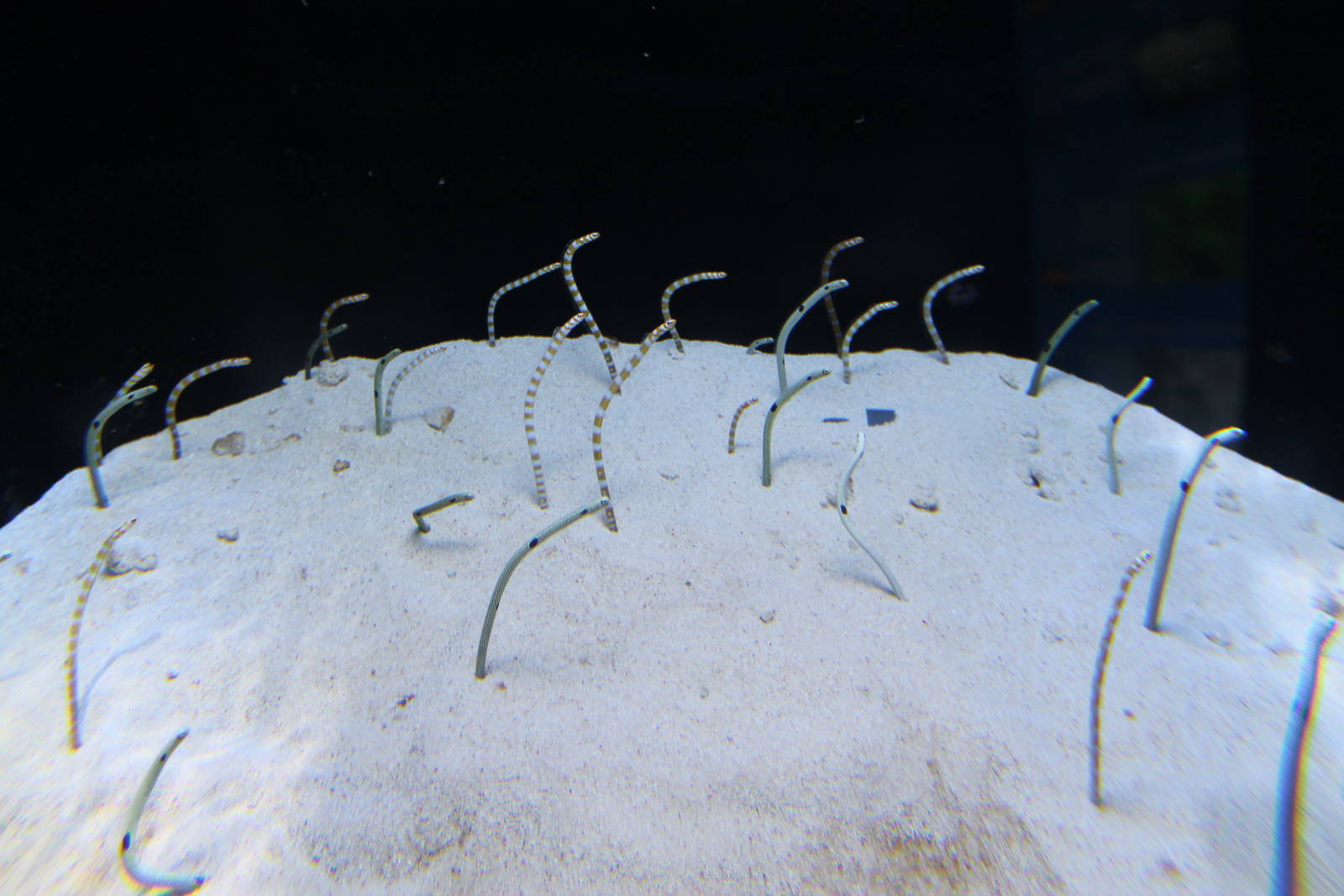 bubble tank for Garden Eels