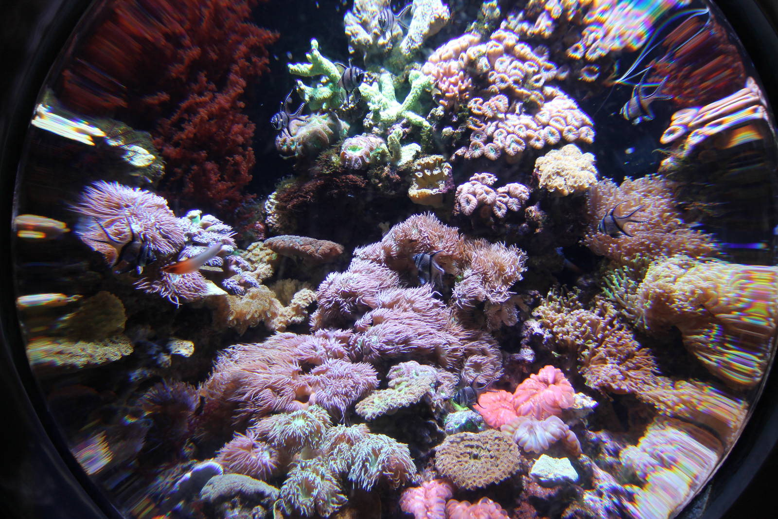 bubble tank for soft corals