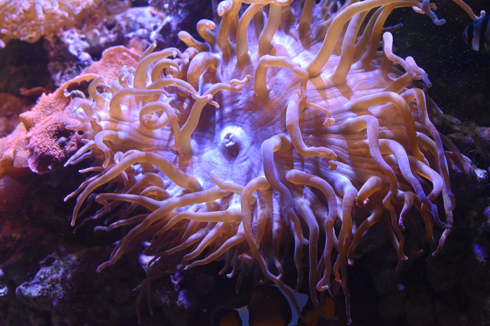 Bubble-tip Anemone (Entacmaea quadricolor)