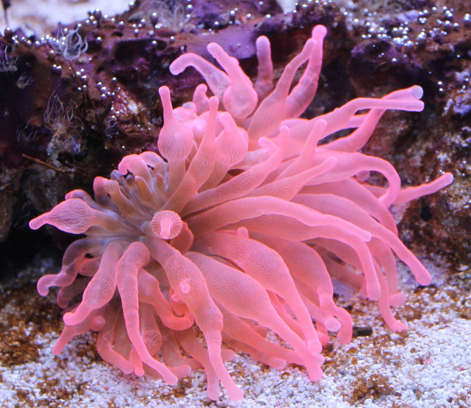 Bubble tip anemone