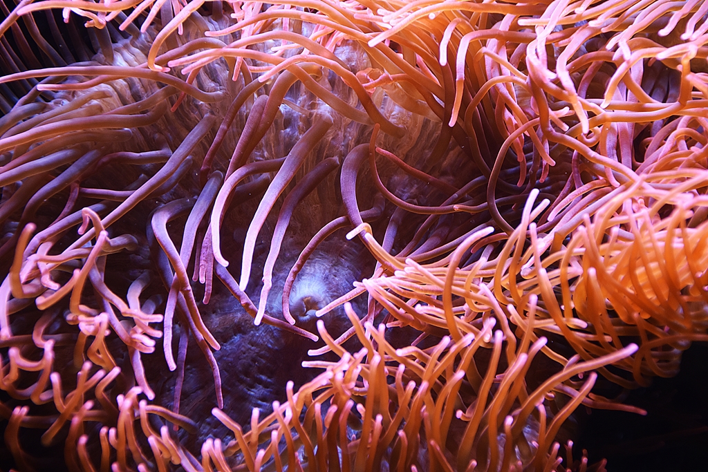 Bubble-tip anemone