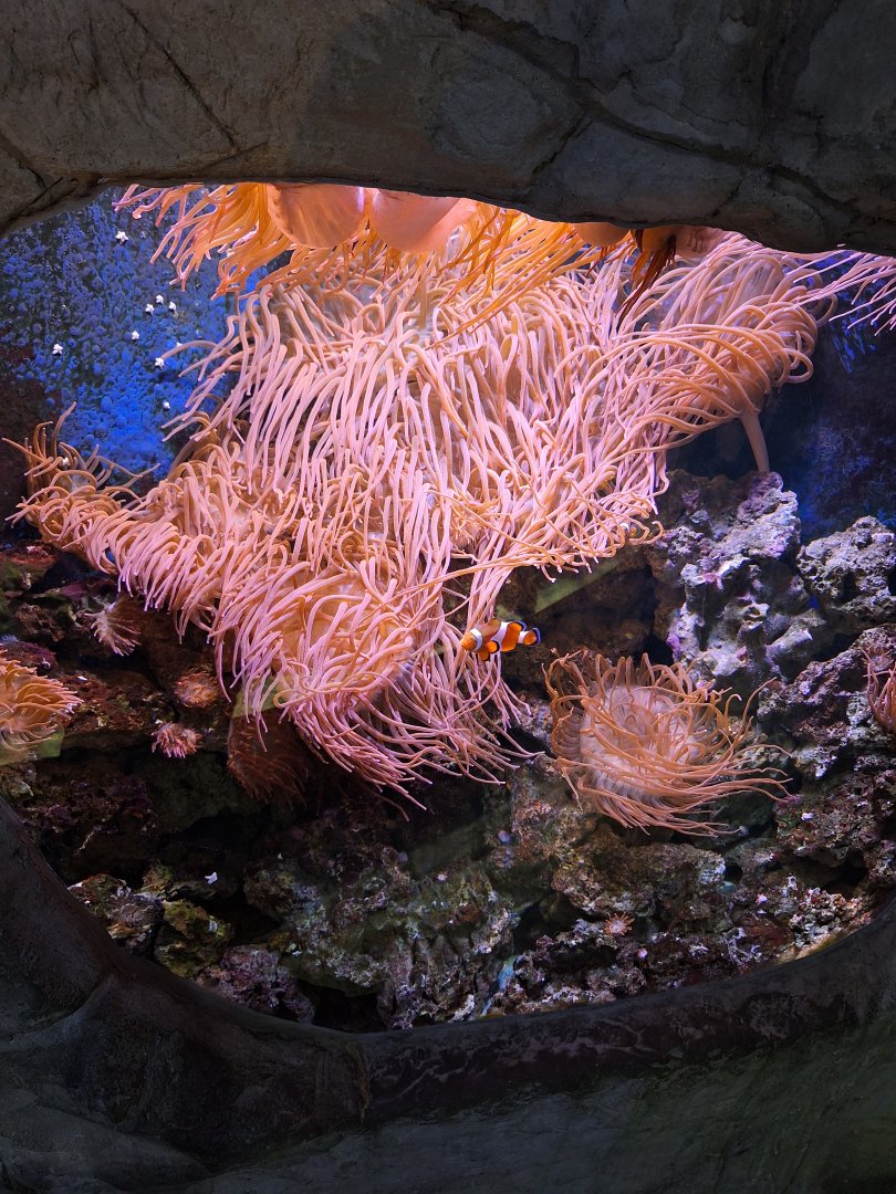 Bubble-tipped Anemone and Clownfish
