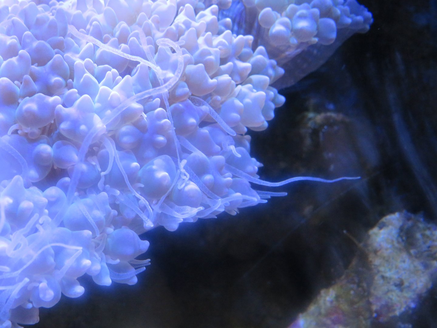 Bubble-Tipped Anemone