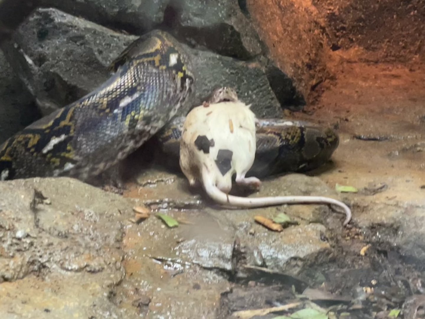 Bubbles the Reticulated Python eating a rat (Malayopython reticulatus)