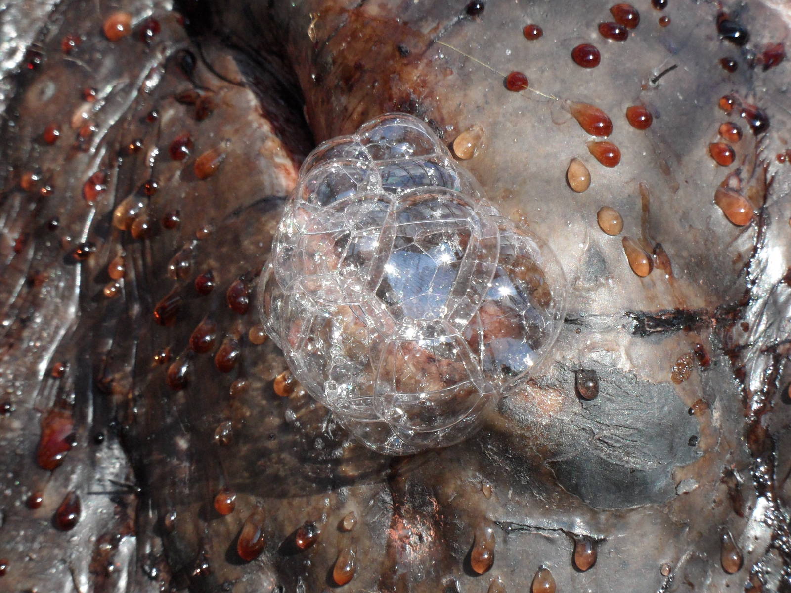 Bubbles with blood sweat