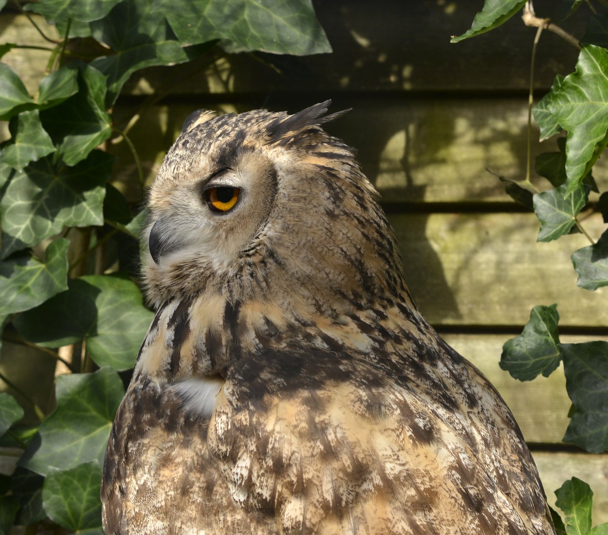 Bubo bubo turcomanus