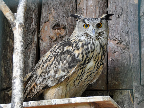 Bubo bubo ussuriensis at Zoosad Priamurskiy - uploaded on behalf of Alexkant