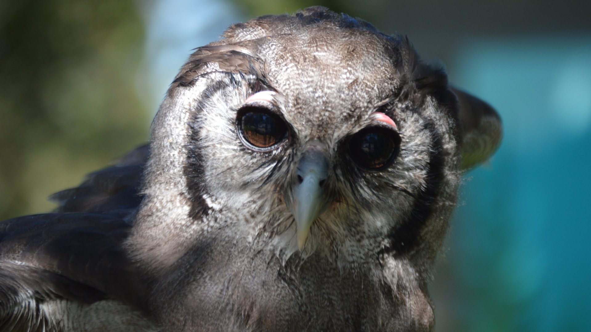 Bubo lacteus, Jibini