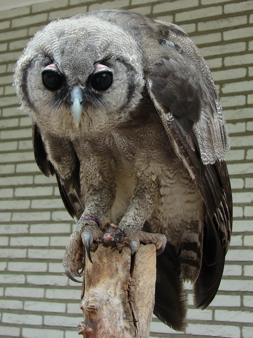Bubo lacteus / Verreaux's eagle owl