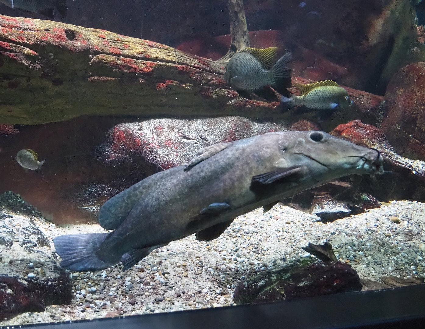 Bubu or Giraffe catfish (Auchenoglanis occidentalis), 2022-08-16