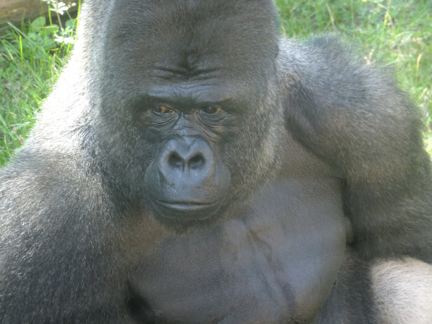 Bubu, the silverback