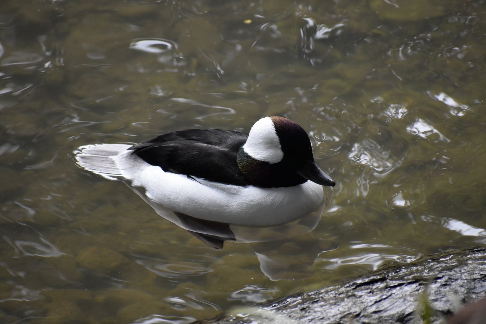 Bucephala albeola - Bufflehead