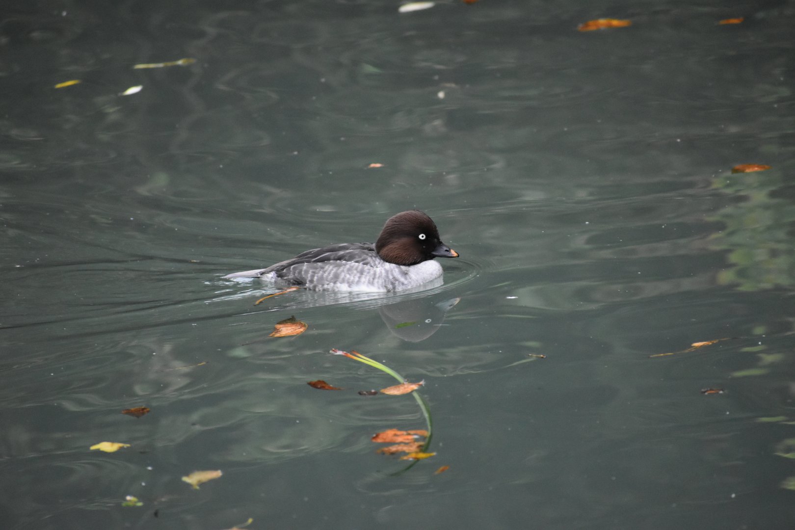 Bucephala clangula - Common Goldeneye