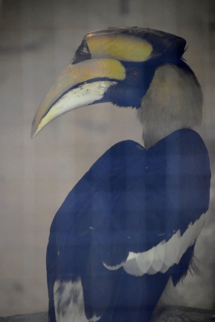 Buceros bicornis - Great Hornbill / Zoo d'Upie 2024