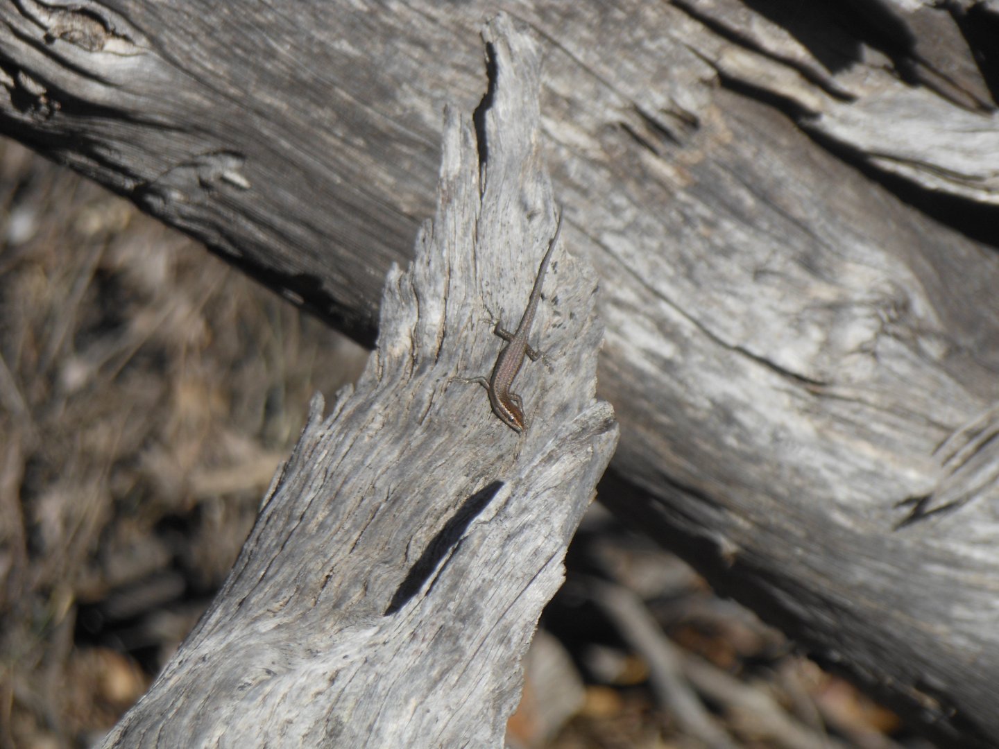 Buchanan's Snake-eyed Skink (Cryptoblepharus buchananii)