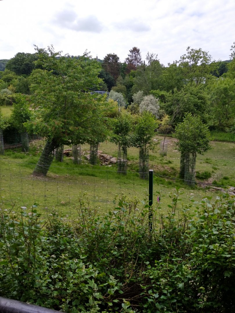 Buchare deer enclosure